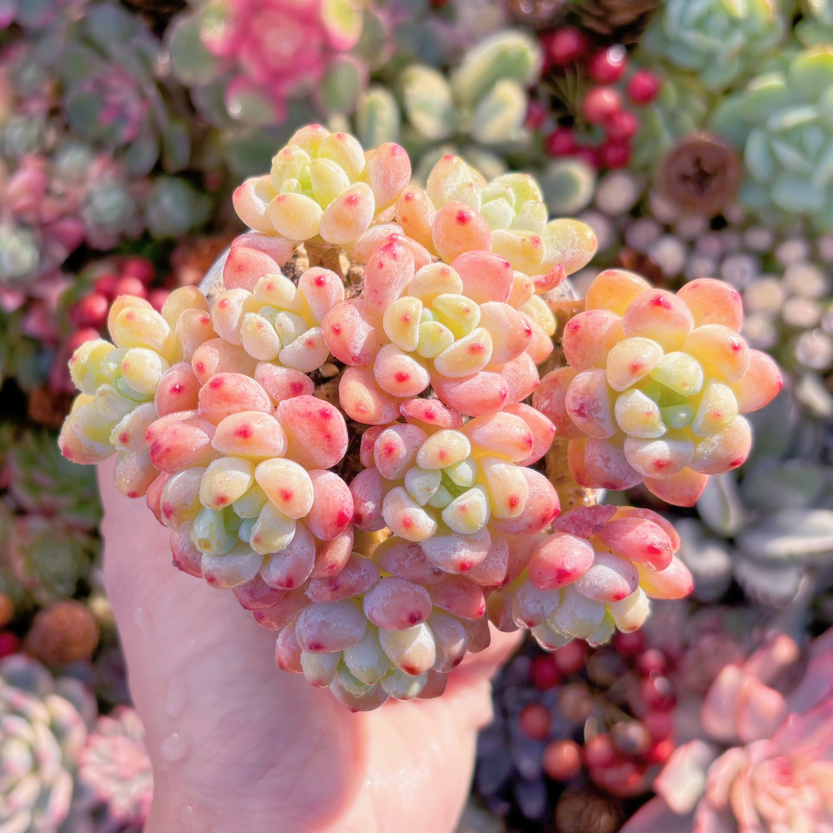 多肉植物　ピンクラウル　群生　新入荷　るる農園