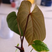 Anthurium kunayalensis × Anthurium Zara 'Michelle'|アンスリウム クナヤレンシス × ザラ・ミシェル②|観葉植物