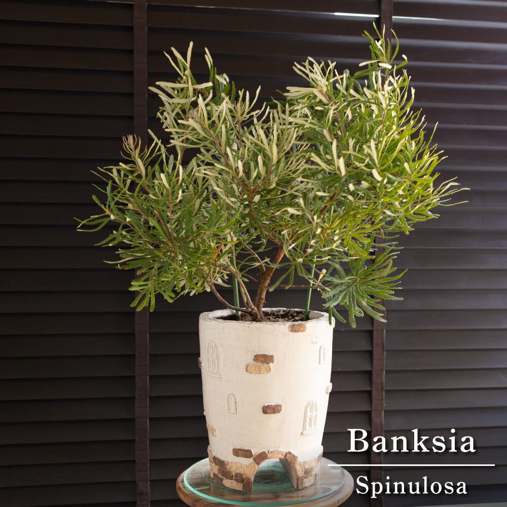 バンクシア スピヌローサ（ヘアピン）Banksia Spinulosa