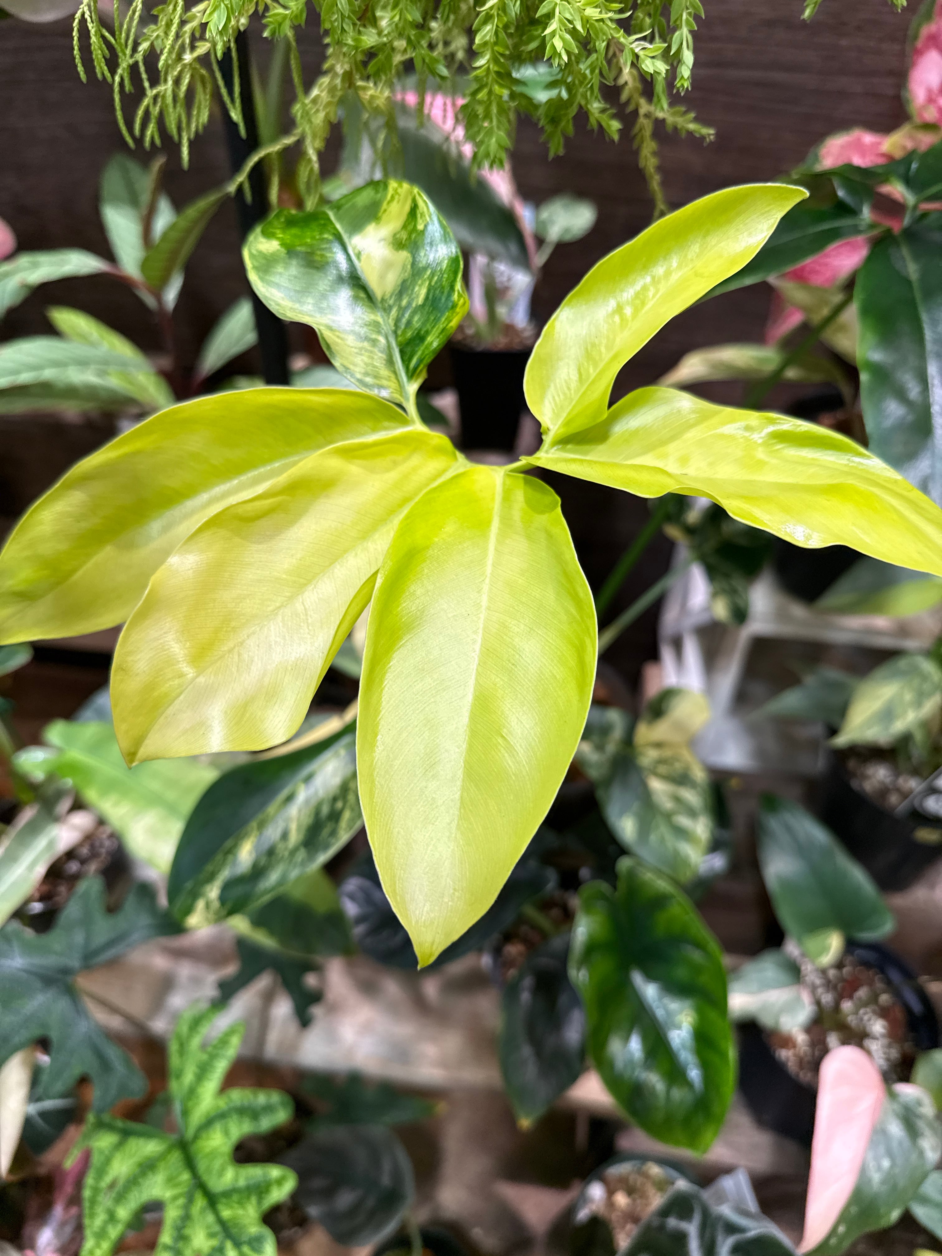 フィロデンドロン ゴエルディ斑入り | Gardenえん 【観葉熱帯植物】