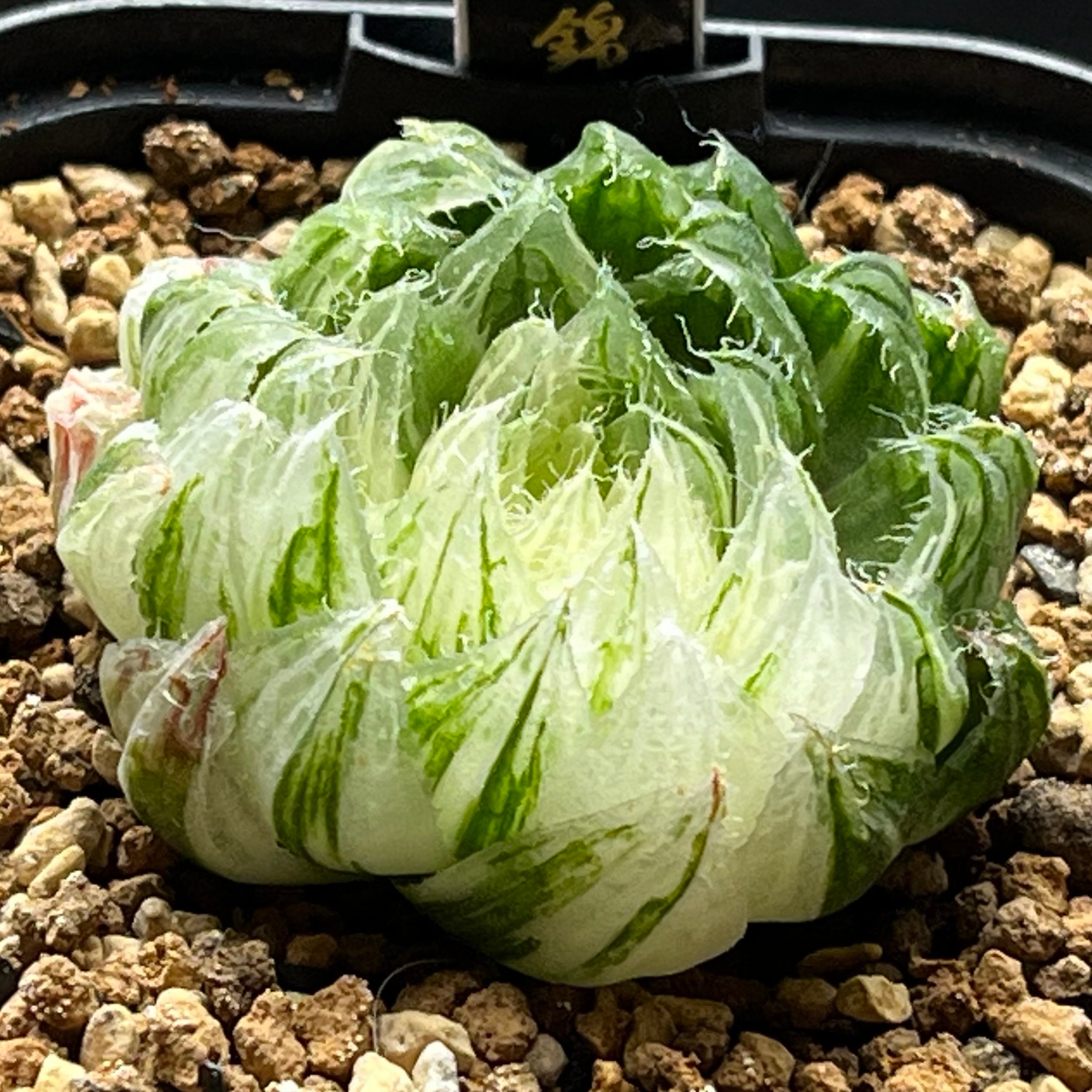 ハオルチア 狼蛛錦 | mocono_plants