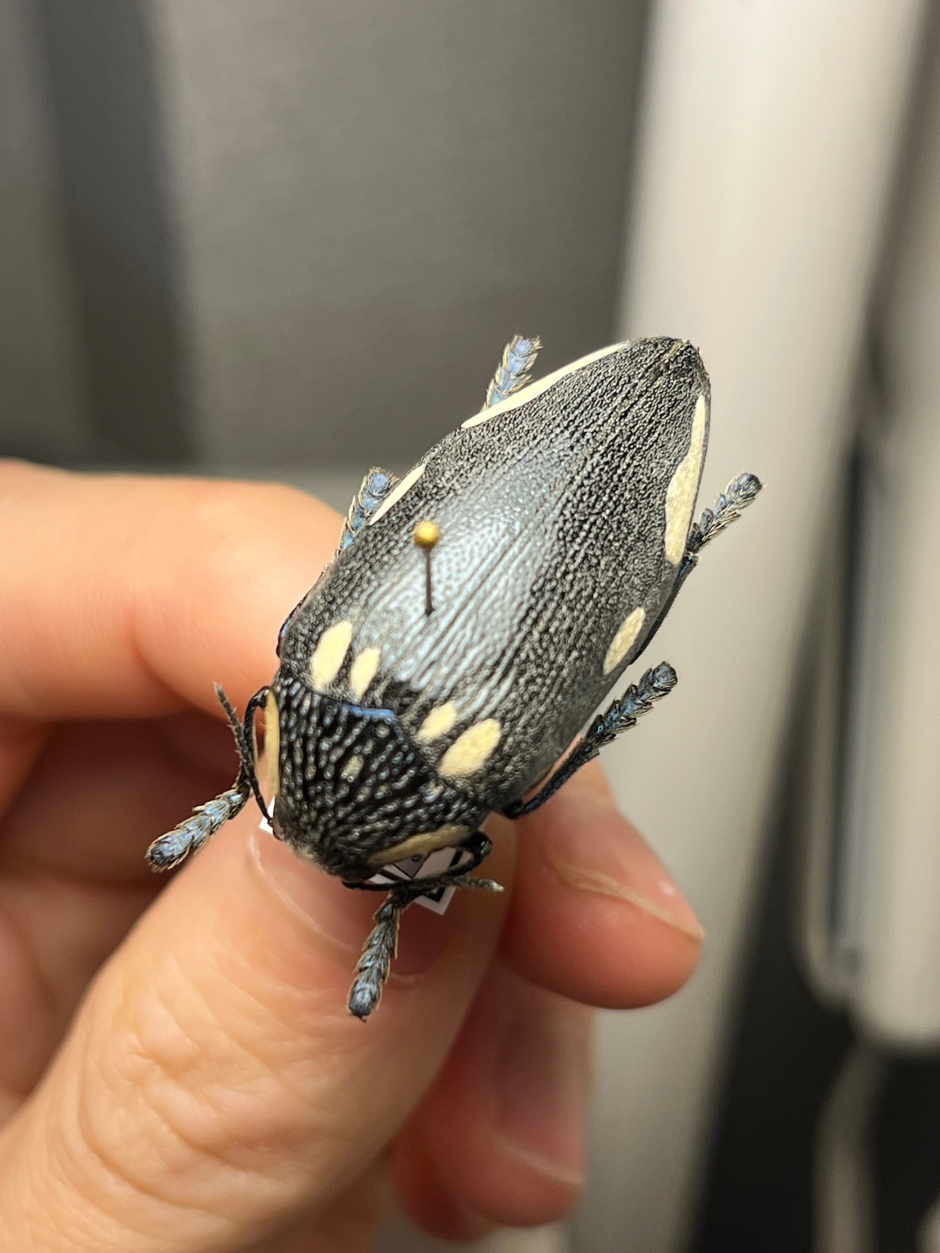34mm】タテオビフトタマムシ giant jewel beetle 昆虫標本