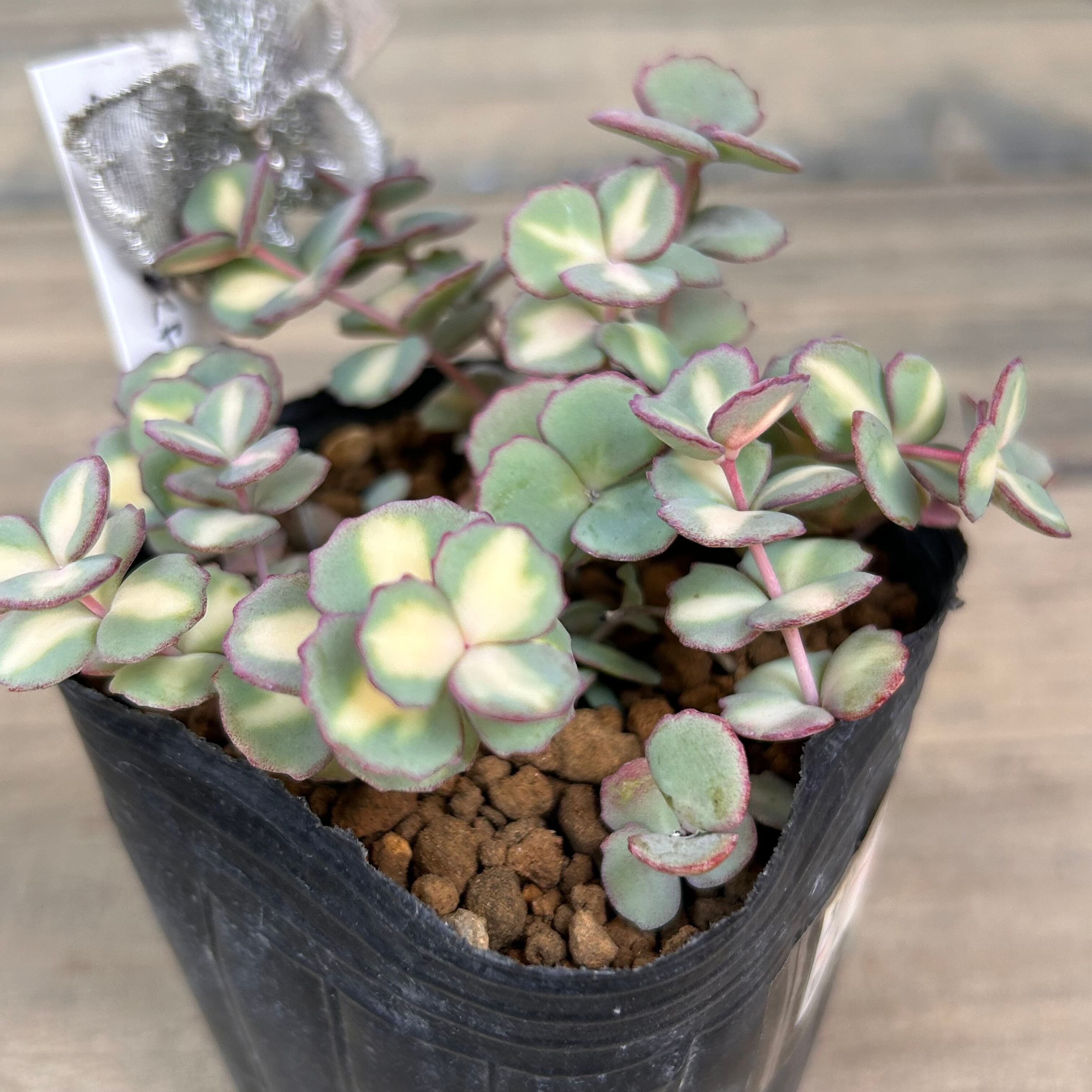 斑入りミセバヤ | RuPo 多肉植物専門店