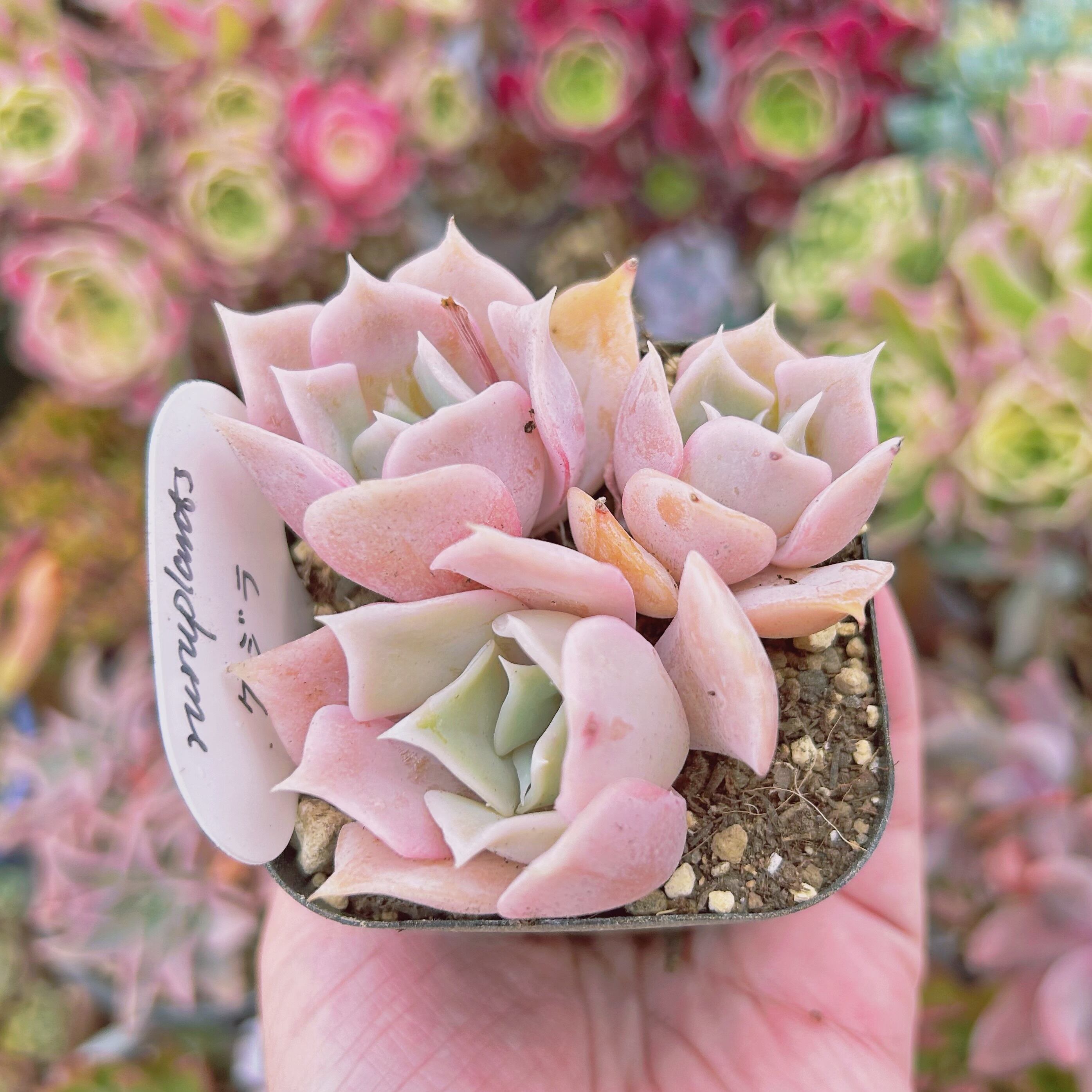 905現物 多肉植物 クジラ(Echeveria 'Blue Whale') 抜き苗 | るる農園
