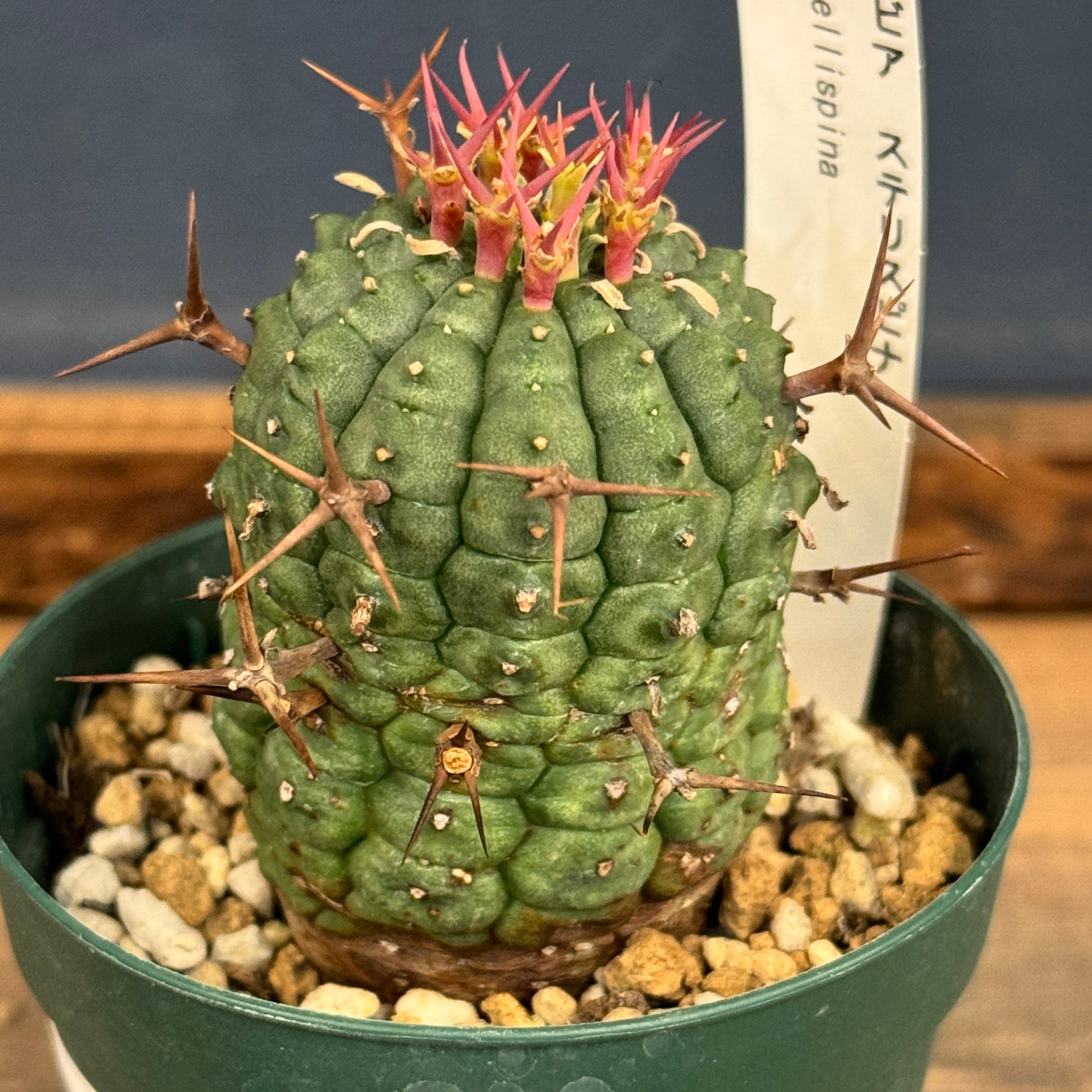 ユーフォルビア 群星冠 亀甲タイプ【552】 | PROTOLEAF プロトリーフ