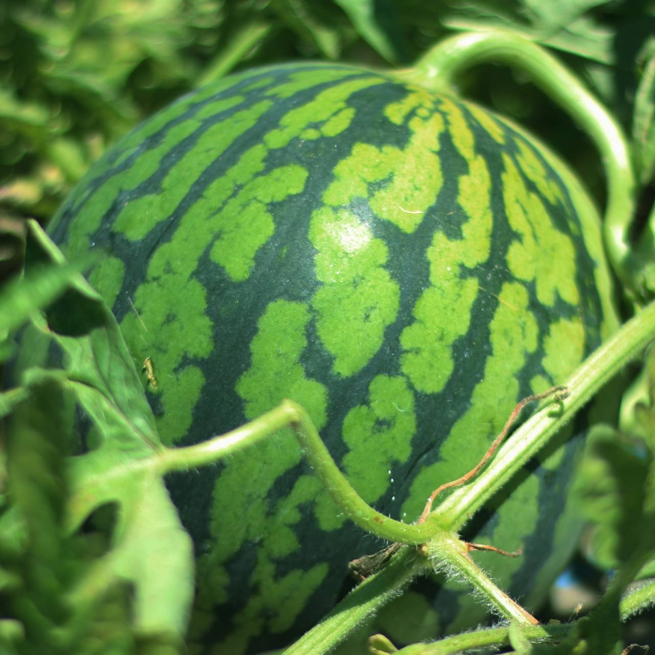 予約注文限定10%オフ!【R8年度】農家直送 雪国スイカ 小玉5玉 良品 ご家庭用に◎