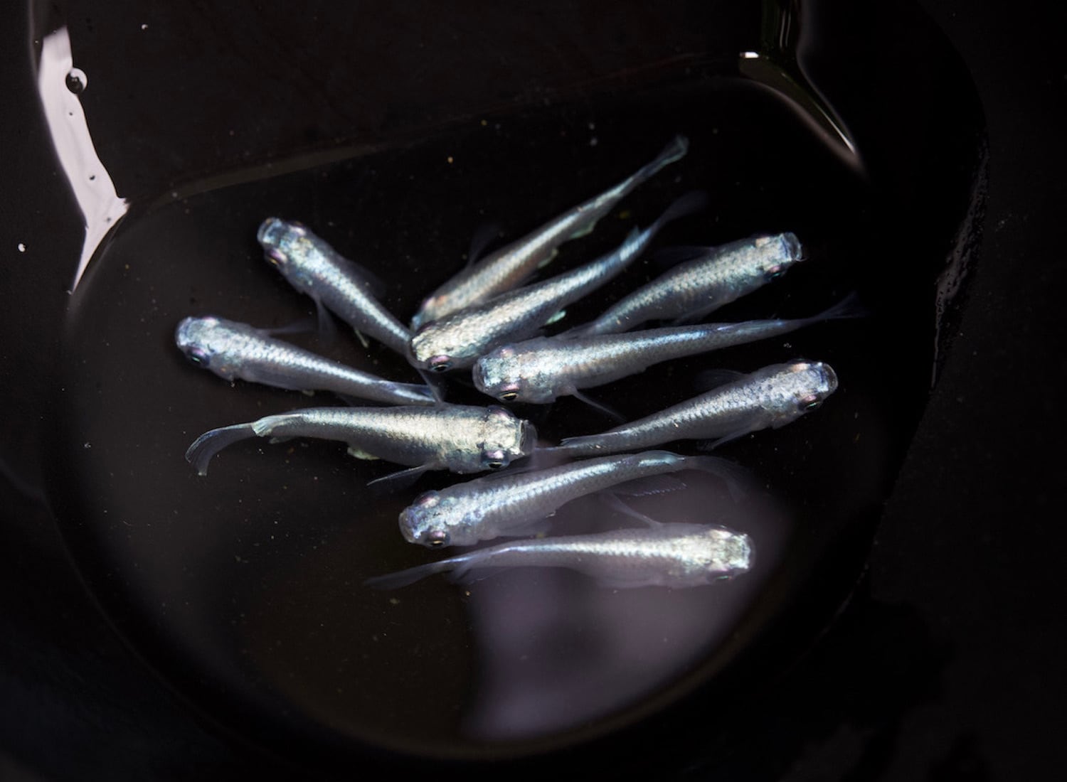 チープ メダカ 黒幹之めだか 稚魚匹 Shipsctc Org