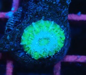 Scolymia Baby "Unique" 5