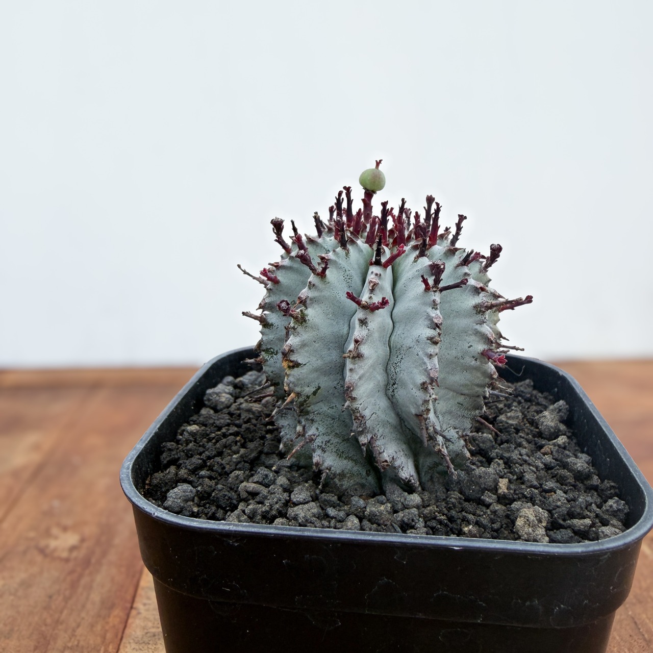 Euphorbia polygona×horrida【ユーフォルビア・ポリゴナホリダ】