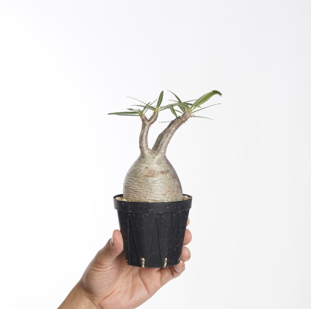 パキポディウム グラキリス no.11〈発根済み〉