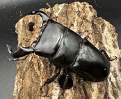 【WD】《ダイオウヒラタ 東ジャワ産 80mm ペア》