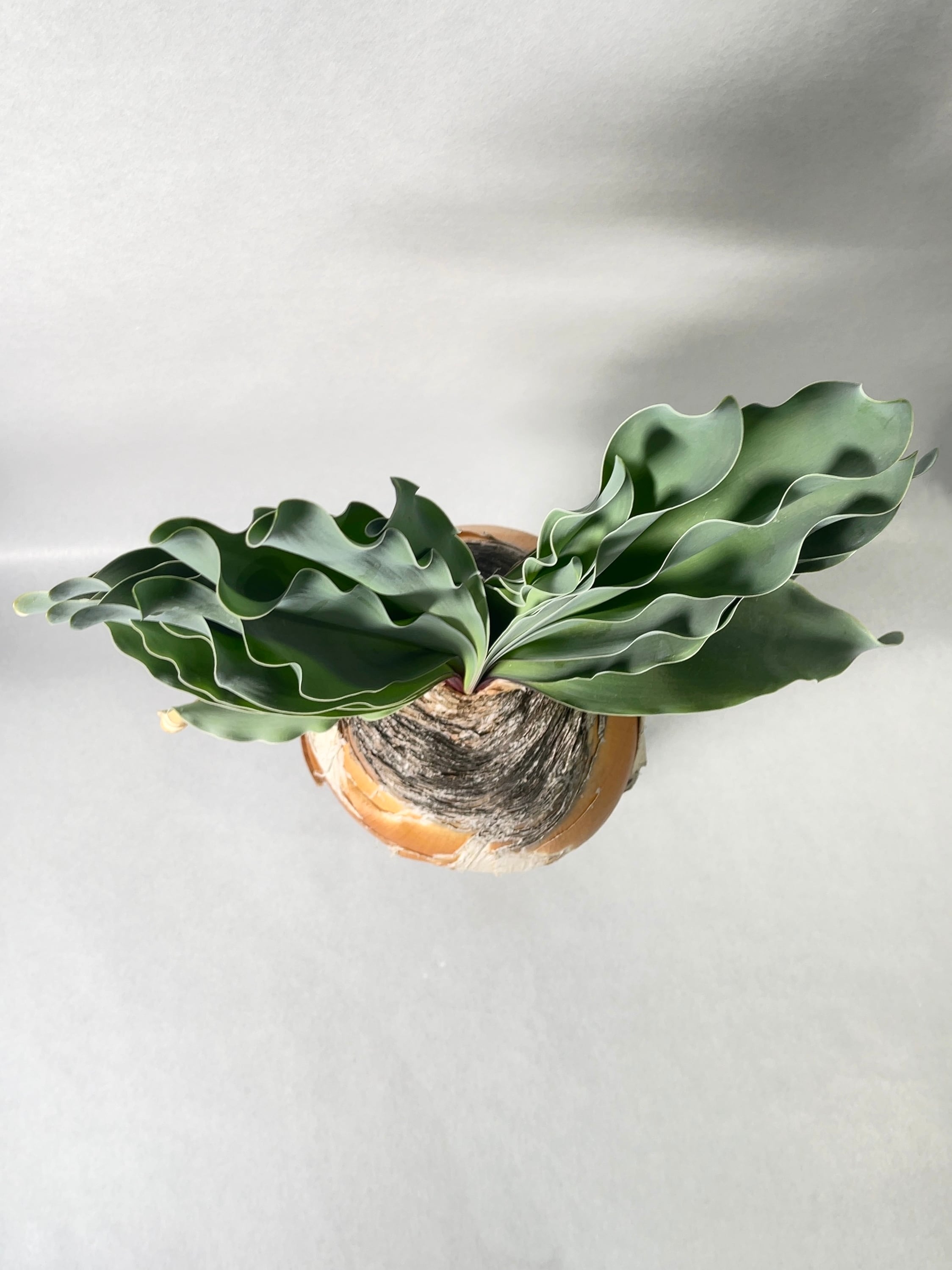 ブーファン・ハエマンソイデス | trigger