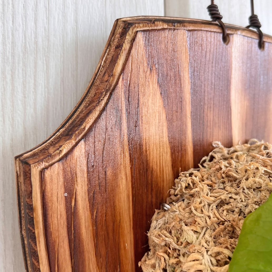 ビカクシダ リドレイ 板付 【観葉植物 室内 コウモリラン】 | bikakuya