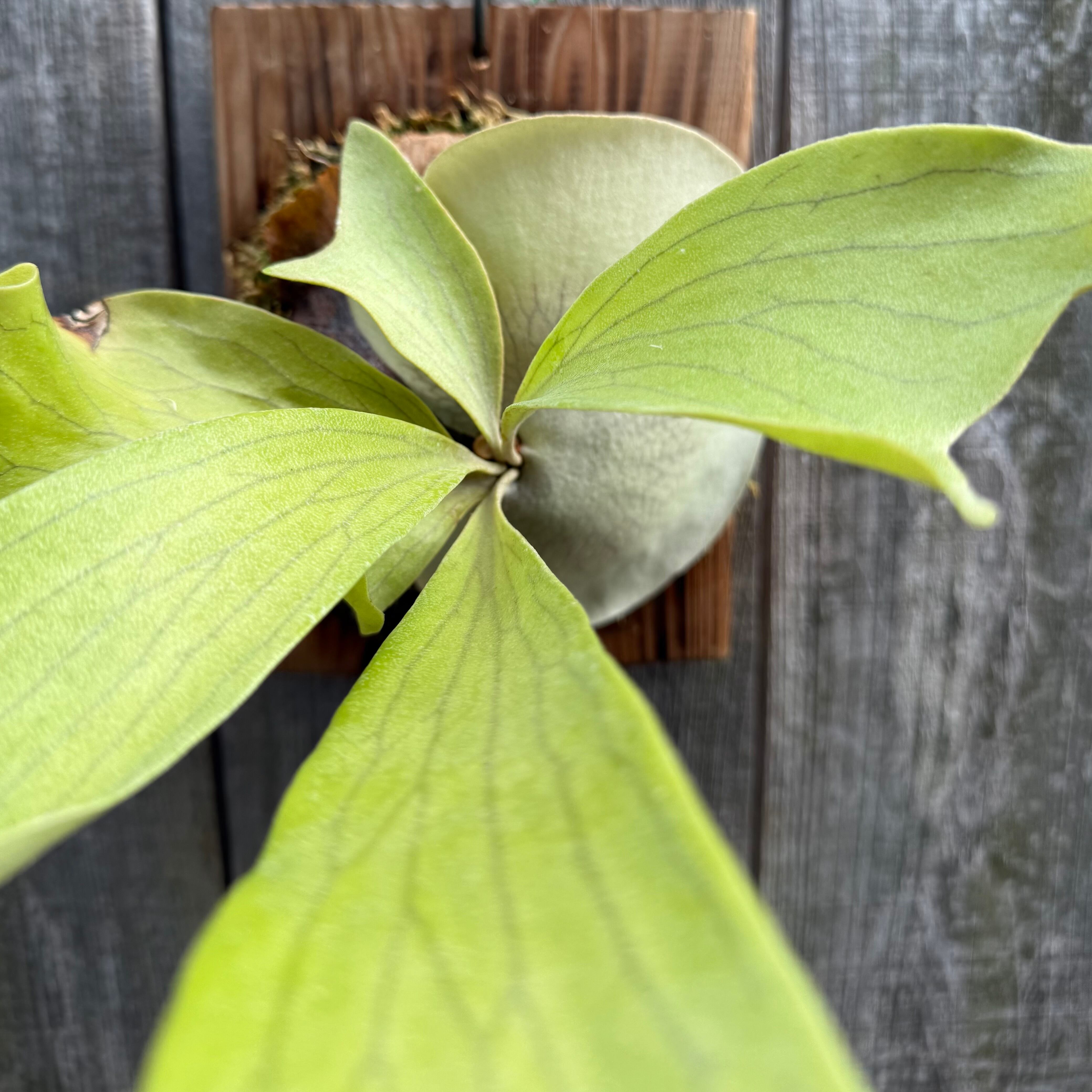 P.hillii Kylin (from Yot) | naturefix