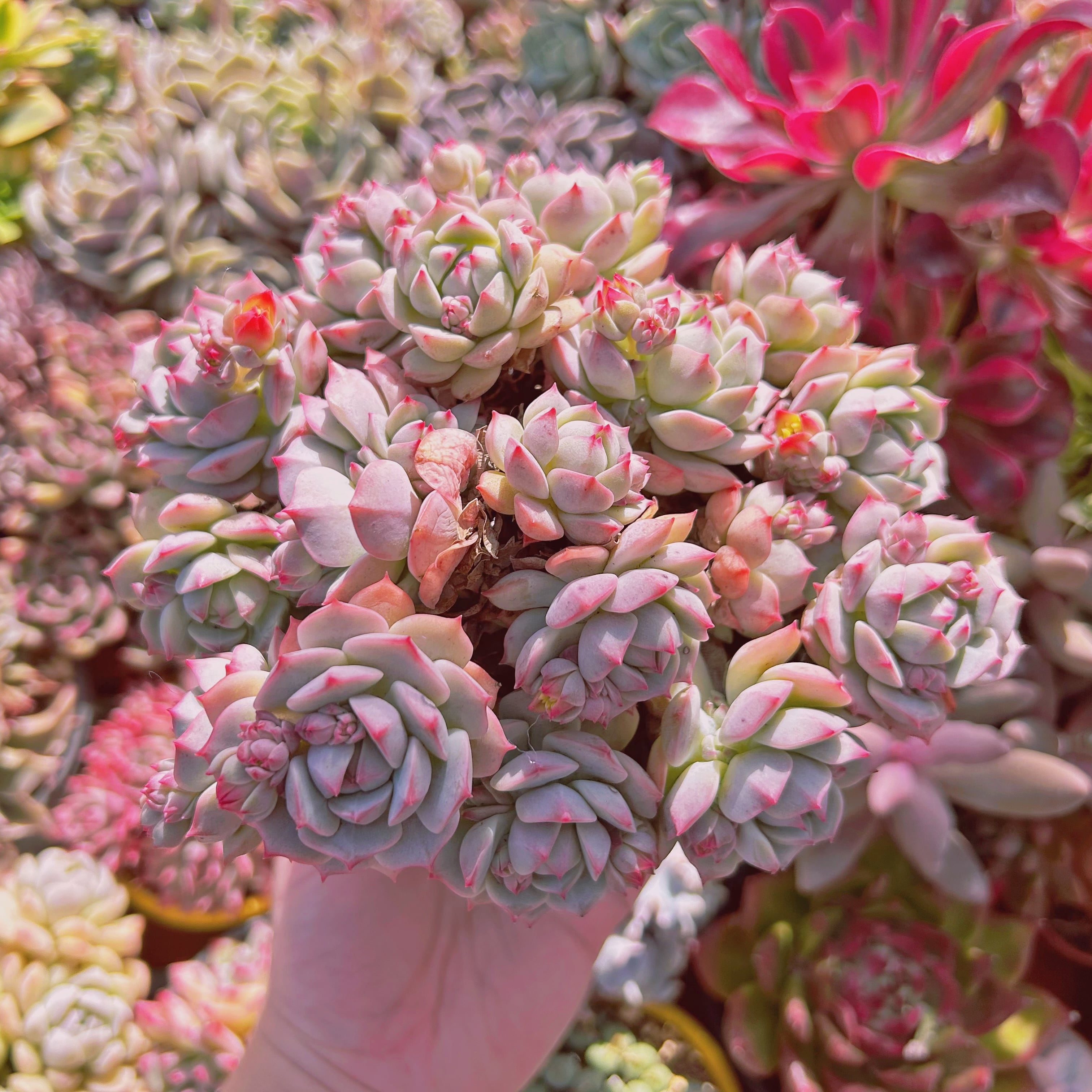 多肉植物  Echeveria  新品種　桜花　特大　10頭以上