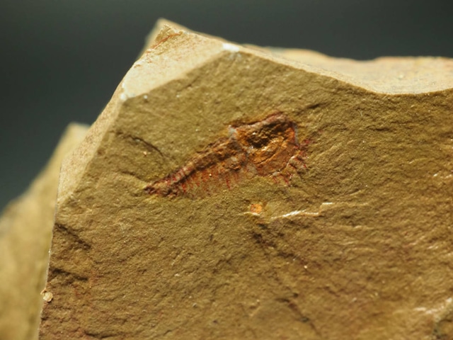 付属肢！ハラフシカブトガニの化石【Synziphosurine】モロッコ王国産/アグラスピス