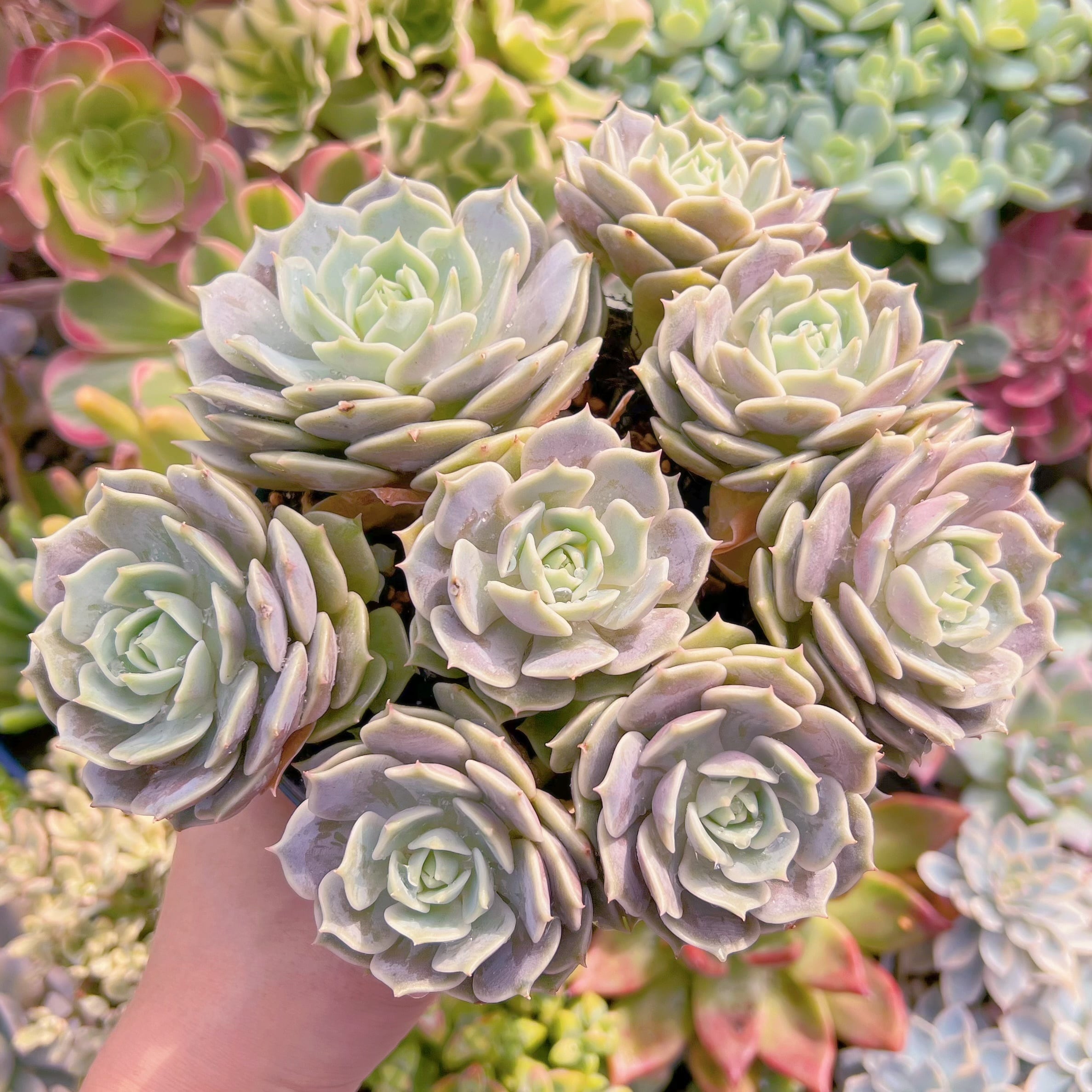 現物　ローラ#780　特大群生　新入荷