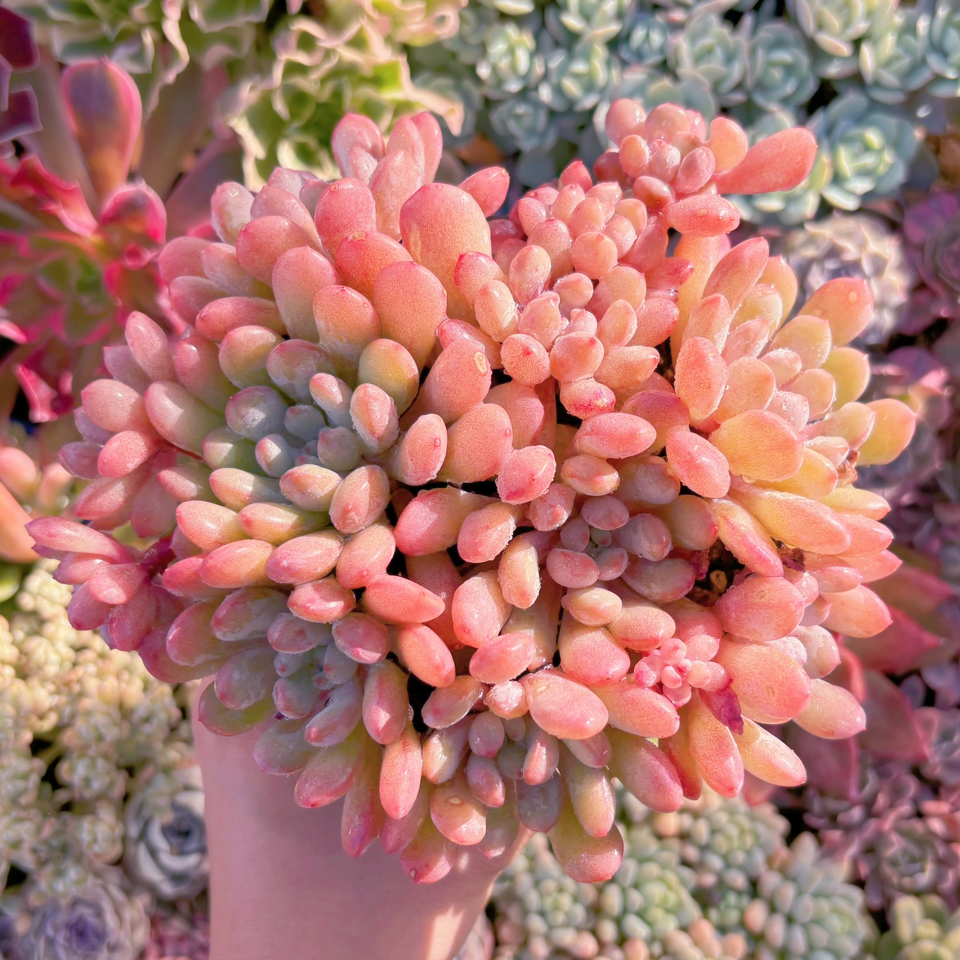 現品　萌豆#663　大群生　新入荷　るる農園