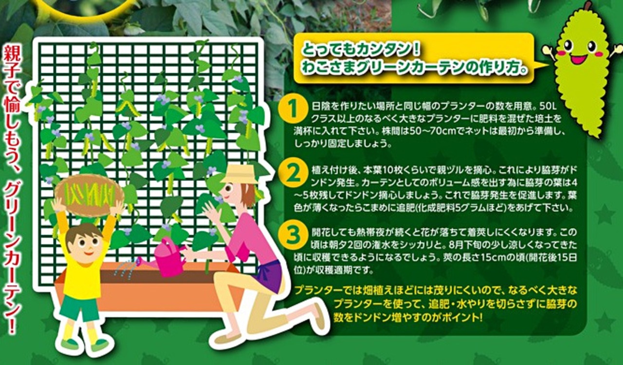 シカクマメ「わこさま」（小袋）・画像3
