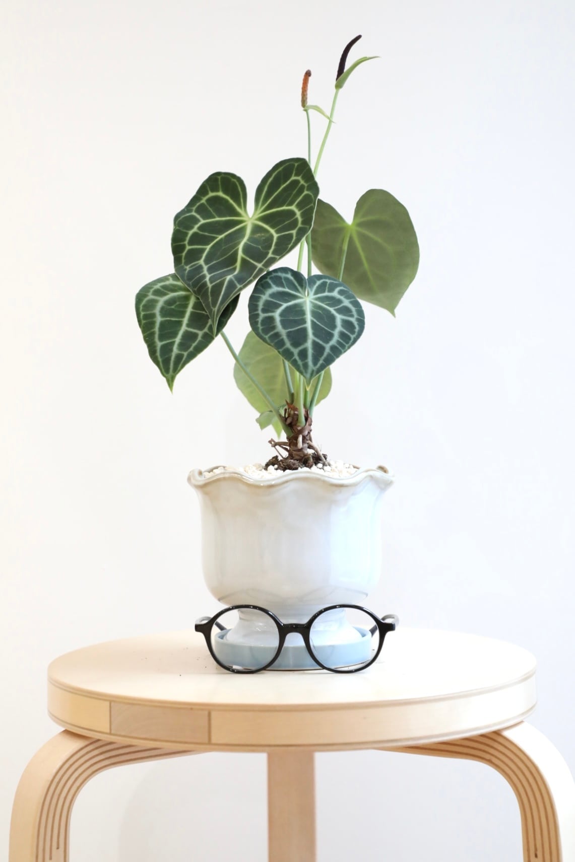 M】アンスリウム クラリネルビウム/Anthurium | 【厳選植物・器