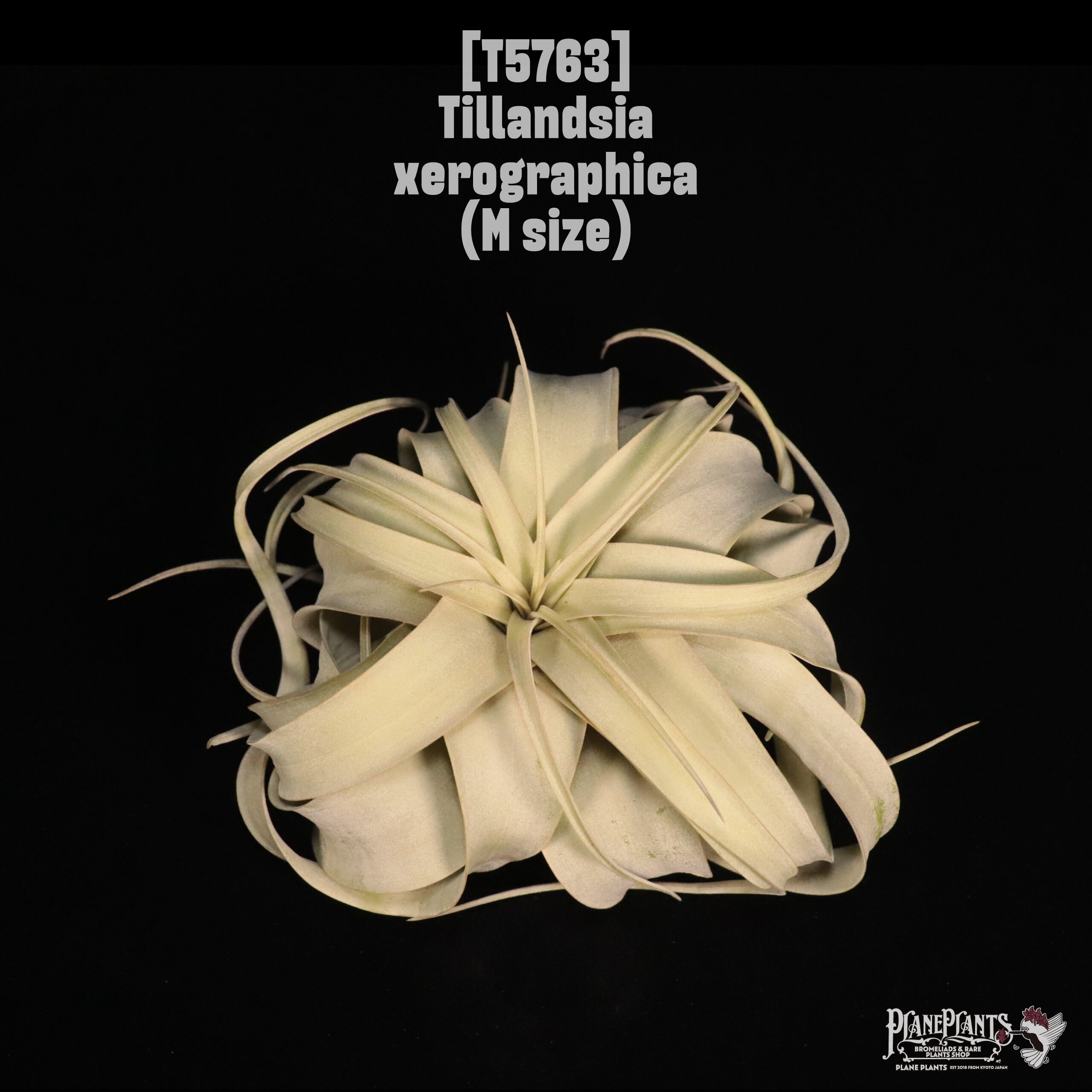 Tillandsia xerographica M〔ティランジア〕T5763