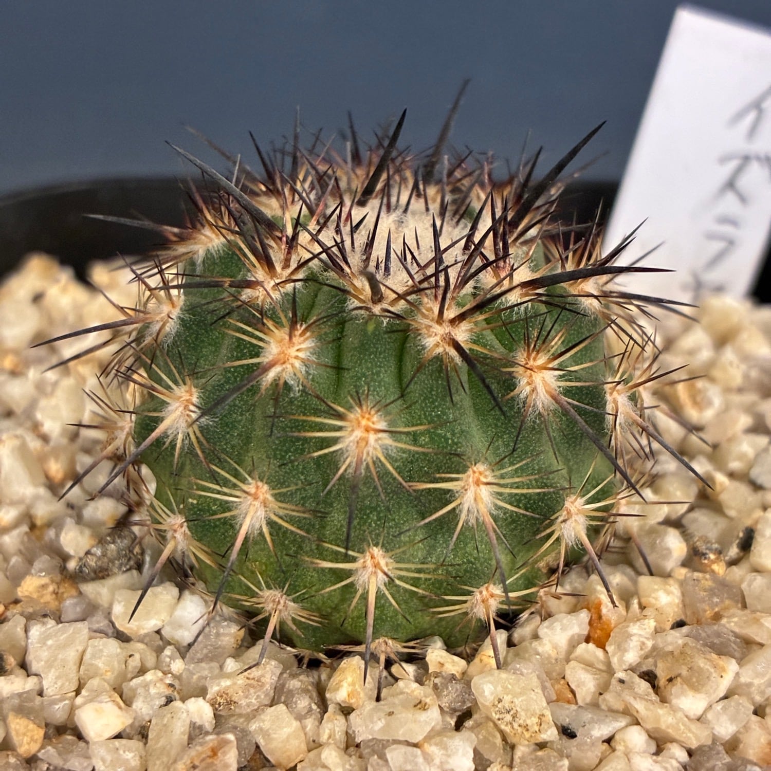 アカシアコンフサ 根皮 20g | PAY ID