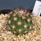 【Copiapoa】サボテン　イスラヤsp実生【1037】