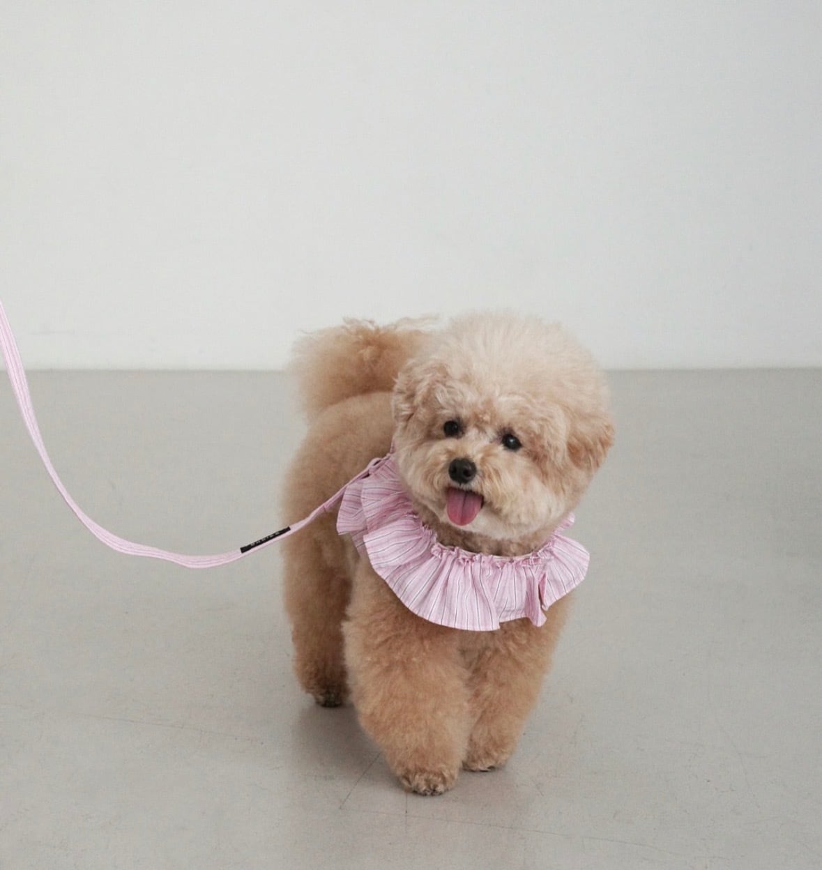予約【OHDIBS】capeness leash（150cm） | ropet