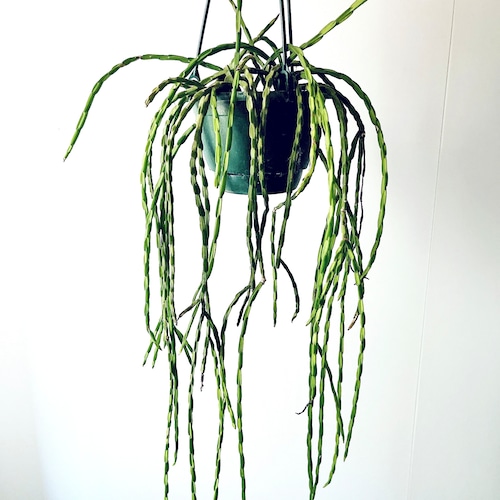 まるで森の空気を纏うように。リプサリス・パラドクサ ロング calm cafe