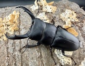 《ウンナンヒラタ 貴州省産 66mm ペア》わたくわ氏ブリード個体