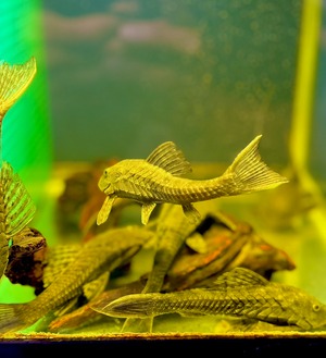 ブラックアーマードプレコ