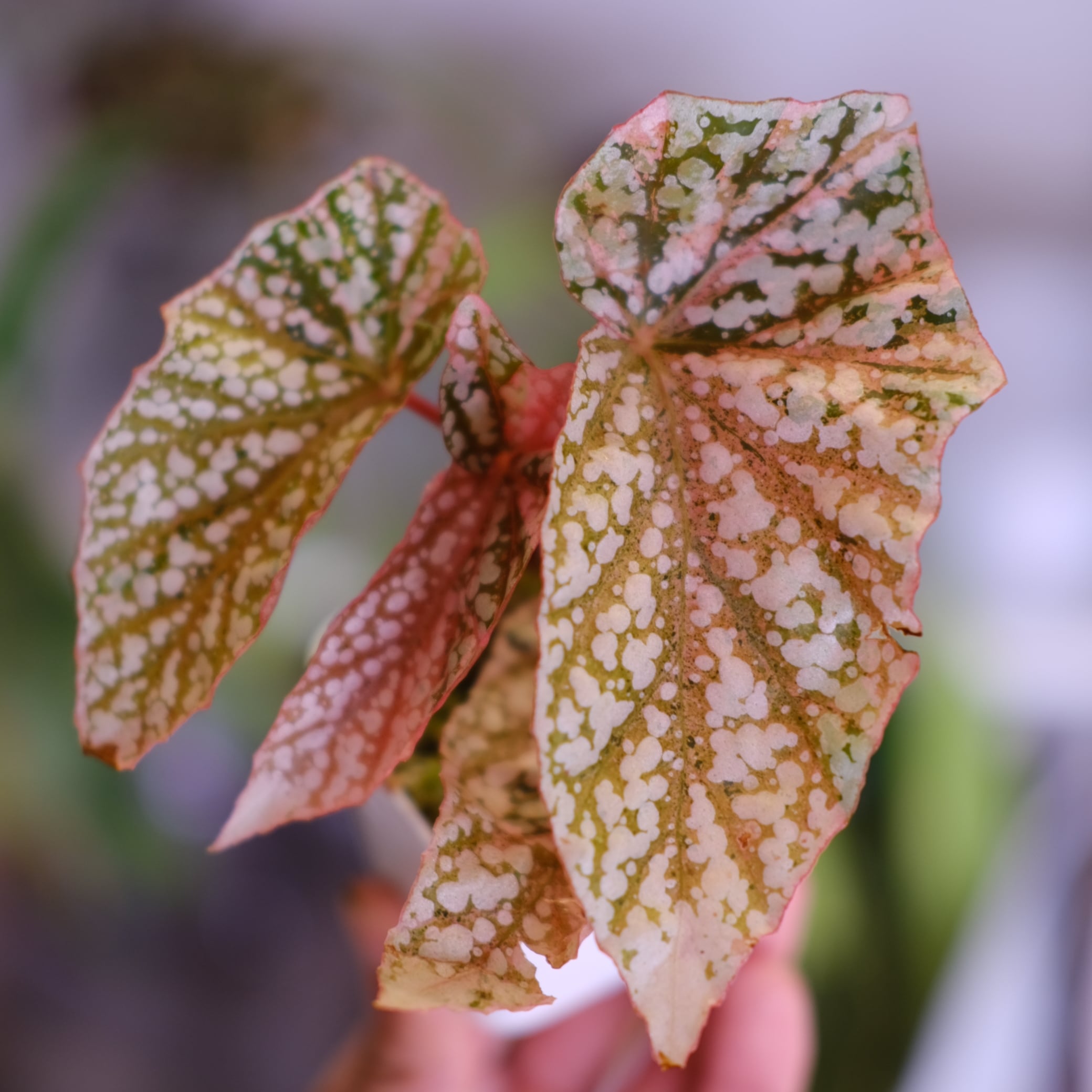ベゴニア　スノーキャップ斑入り Begonia Snow Capped Variegata③｜ベゴニア スノーキャップド 斑入り