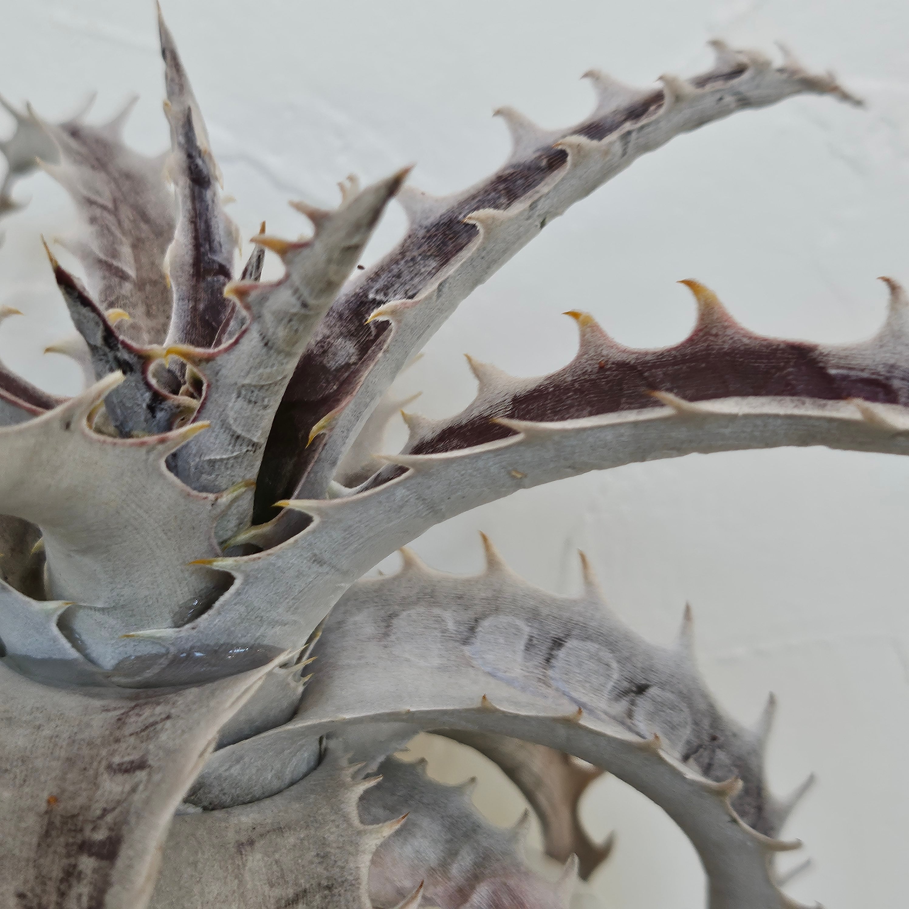 ディッキア フジヤマ　　Dyckia FUJIYAMA ディッキア フジヤマ Dyckia Fujiyama | Plants Baka