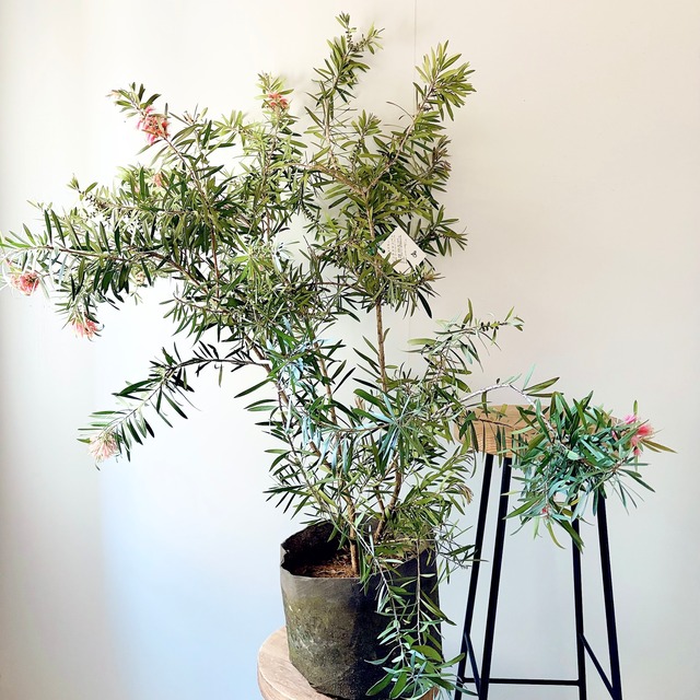 カリステモン ピンクシャンパン｜ブラシの木 観葉植物 calm cafe