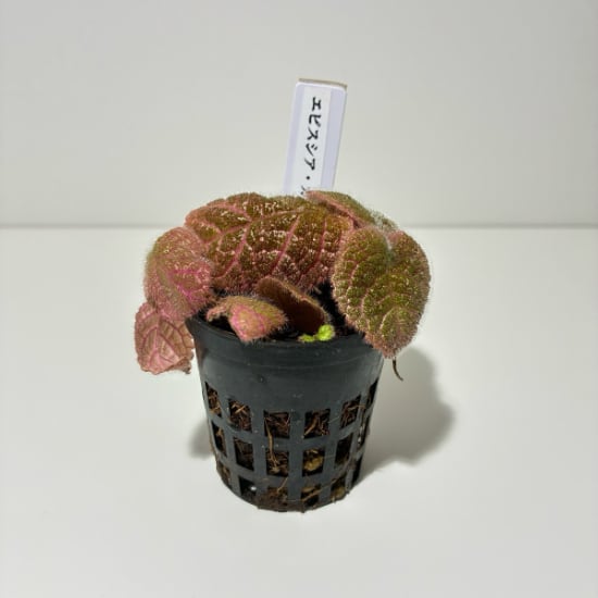 エピスシア・カントリーキッチン