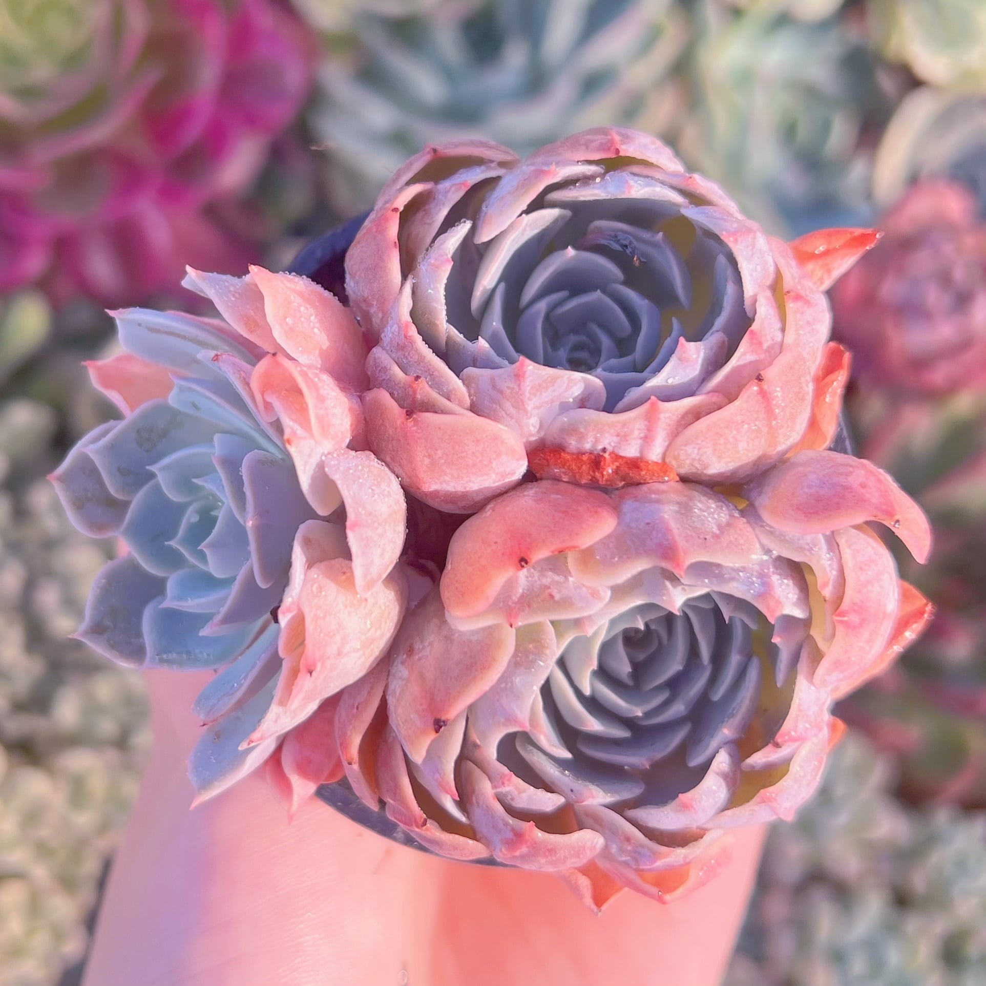 現品　天賜#677　るる農園