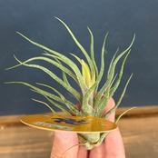 チランジア　セレリアナ　ハイブリッド【566】