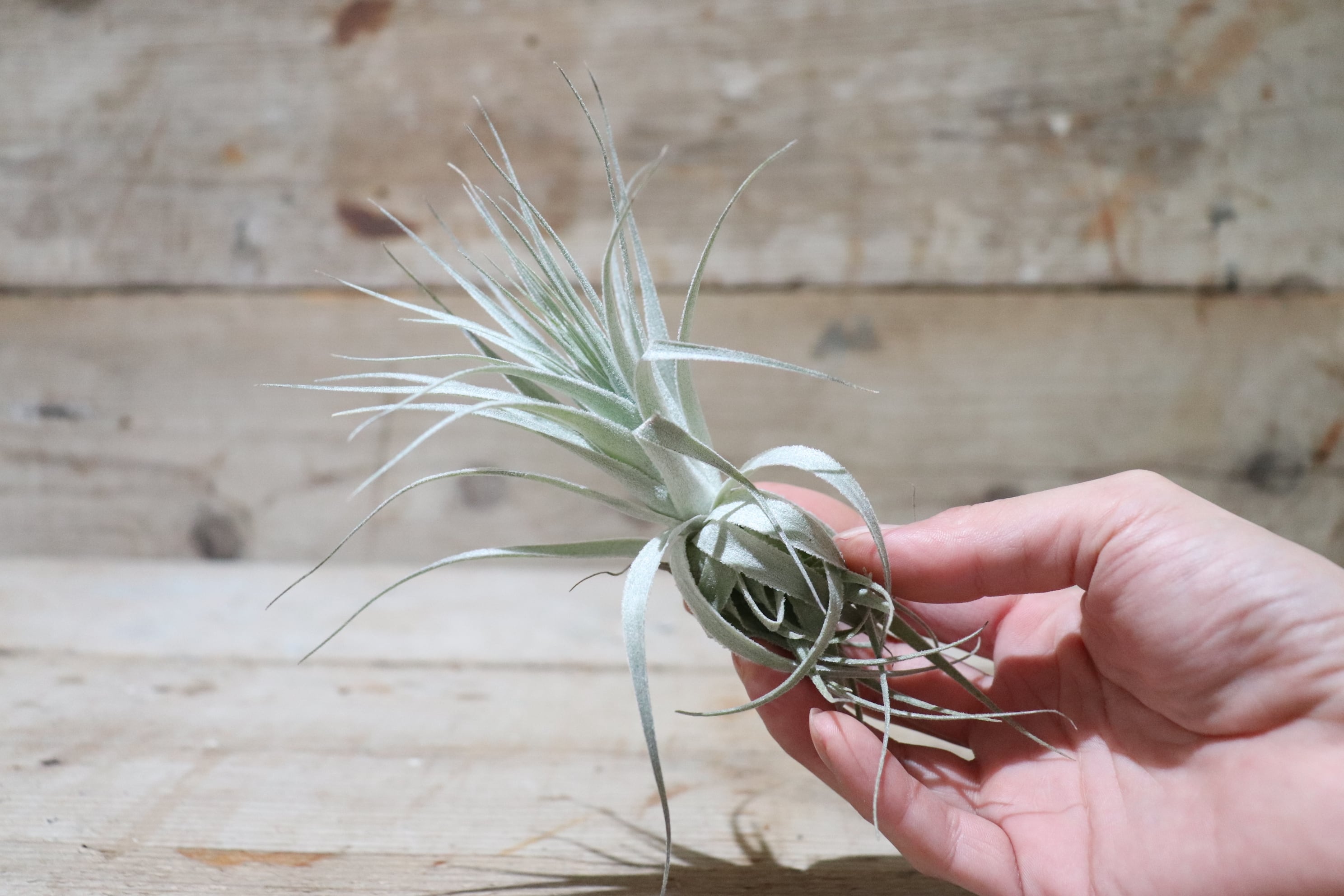 送料無料】ガルドネリ〔エアプランツ〕現品発送T2248 | plane plants