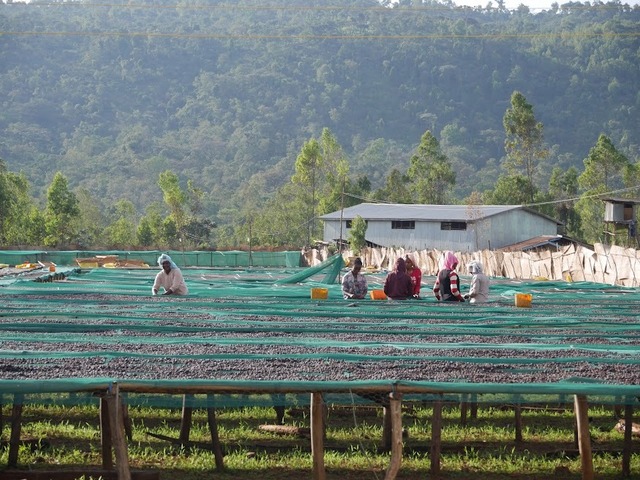 エチオピア生豆焙煎大会