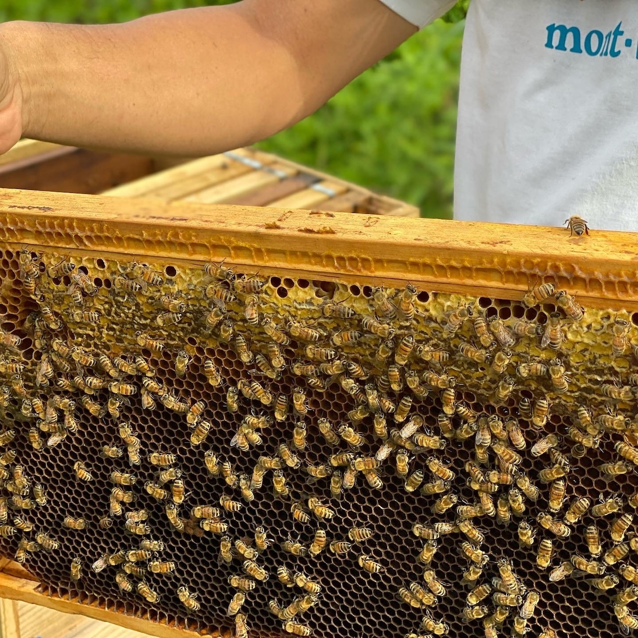 やんばるの生はちみつ　おきなわBeeHappy