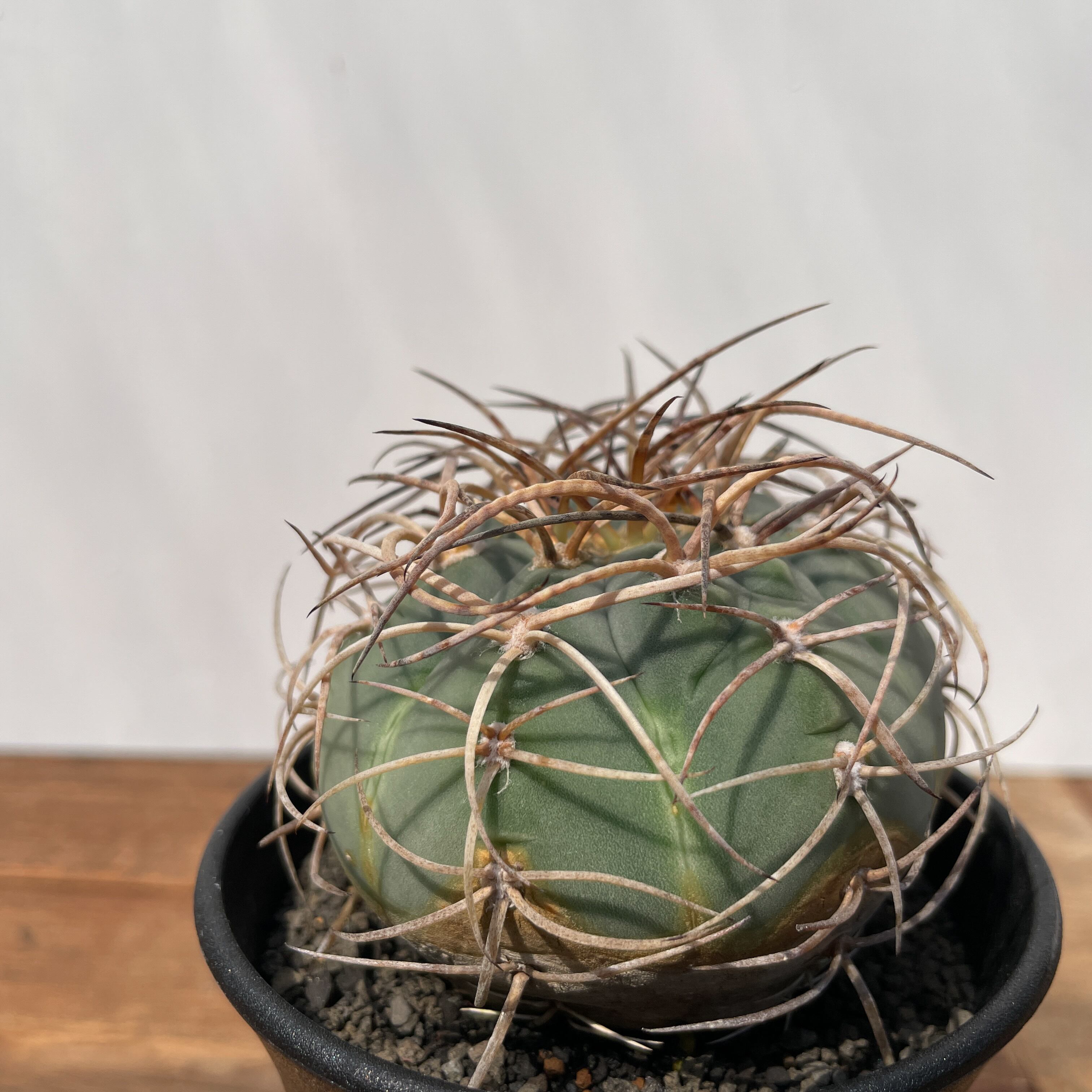 Gymnocalycium cardenasianum【ギムノカリキウム・村主光琳玉