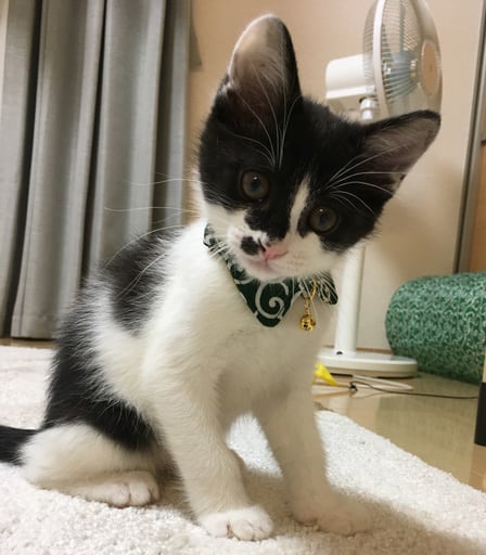 猫雑貨招福】猫 首輪 襟 エリ 安全 セーフティバックル付 猫用首輪