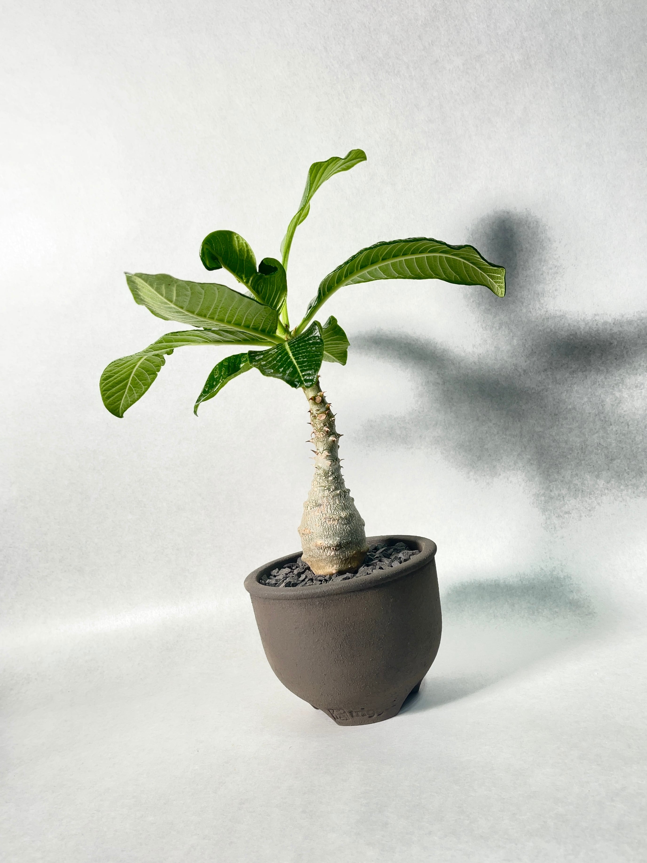 パキポディウム・ウィンゾリー | trigger