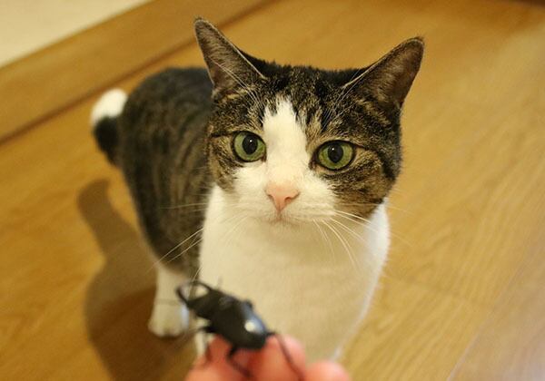 猫 ポストカード The Cat who....クワガタ虫 10x14.8センチ(cm)官製はがきサイズ 猫写真 はがき ねこ葉書 ネコハガキ Postcard アイとちび ジェリー