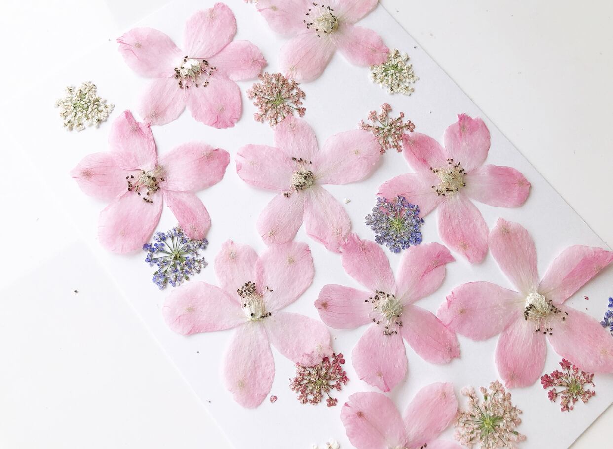 デルフィニウム押し花 Popo T ドライフラワーと雑貨のお店 デルフィニウム押し花 Popo T ドライフラワーと雑貨のお店