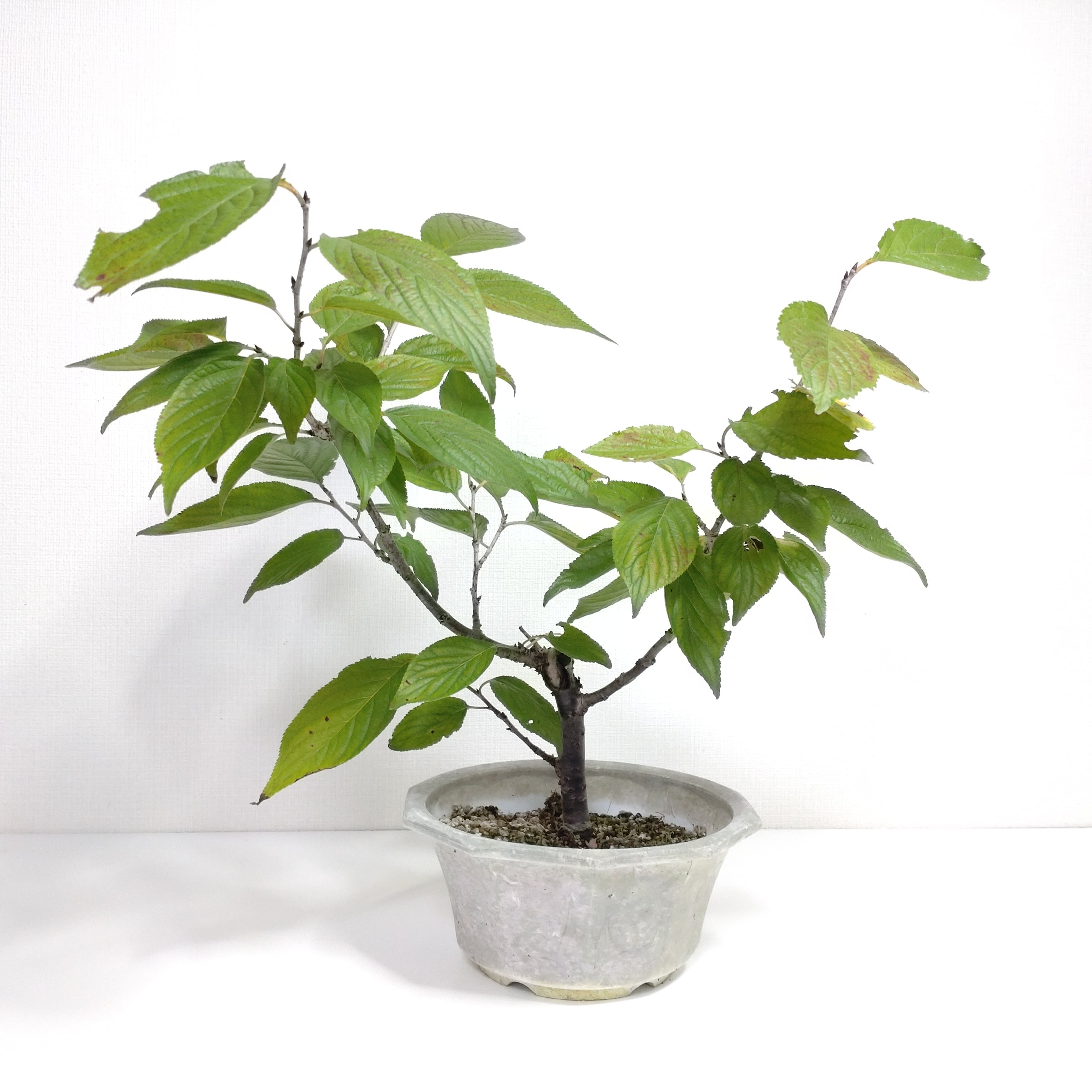 三手楓（ミツデカエデ）盆栽 SS005 | 盆栽創【Bonsaisou】