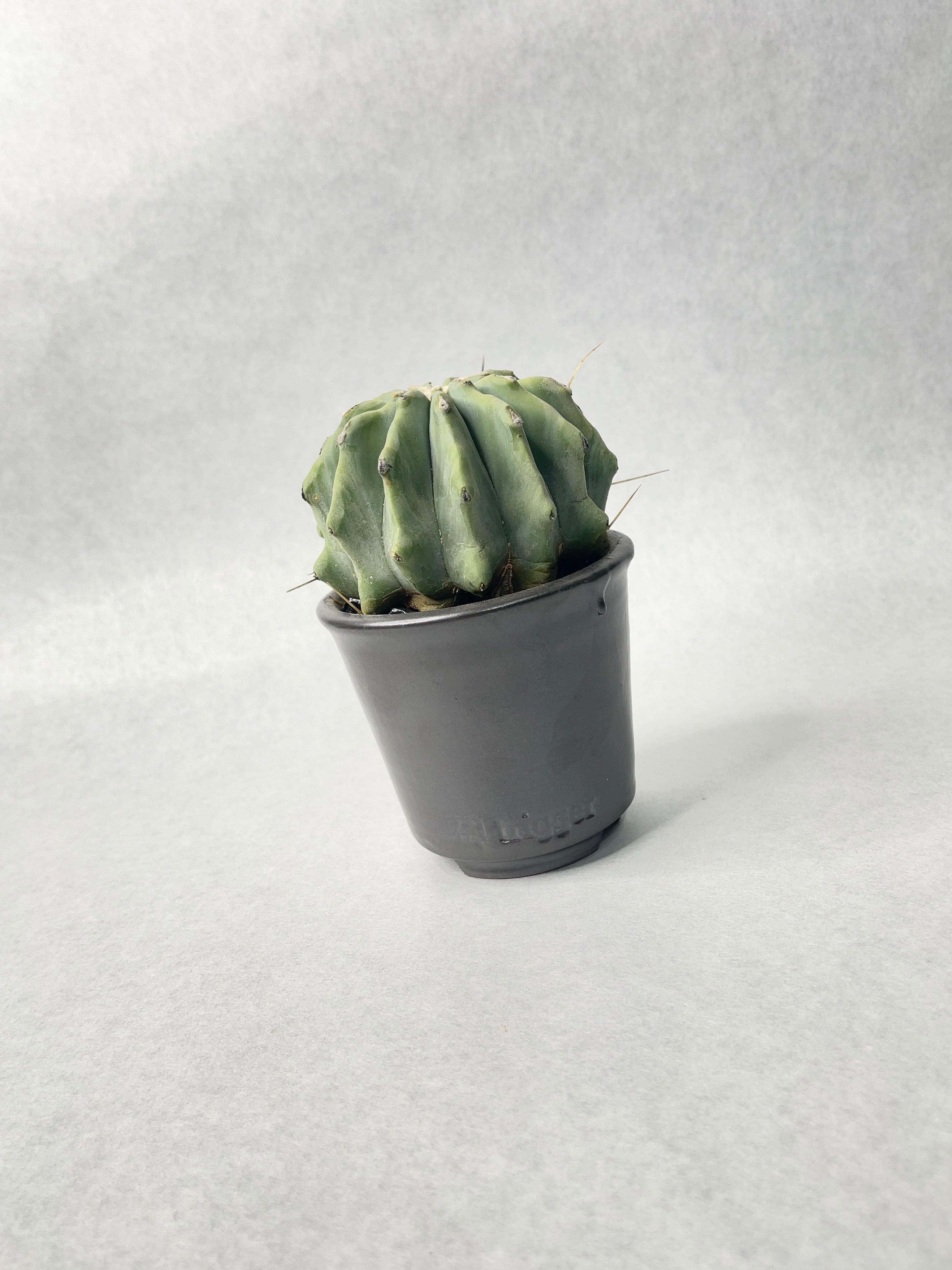 フェロカクタス・刺無王冠竜 | trigger