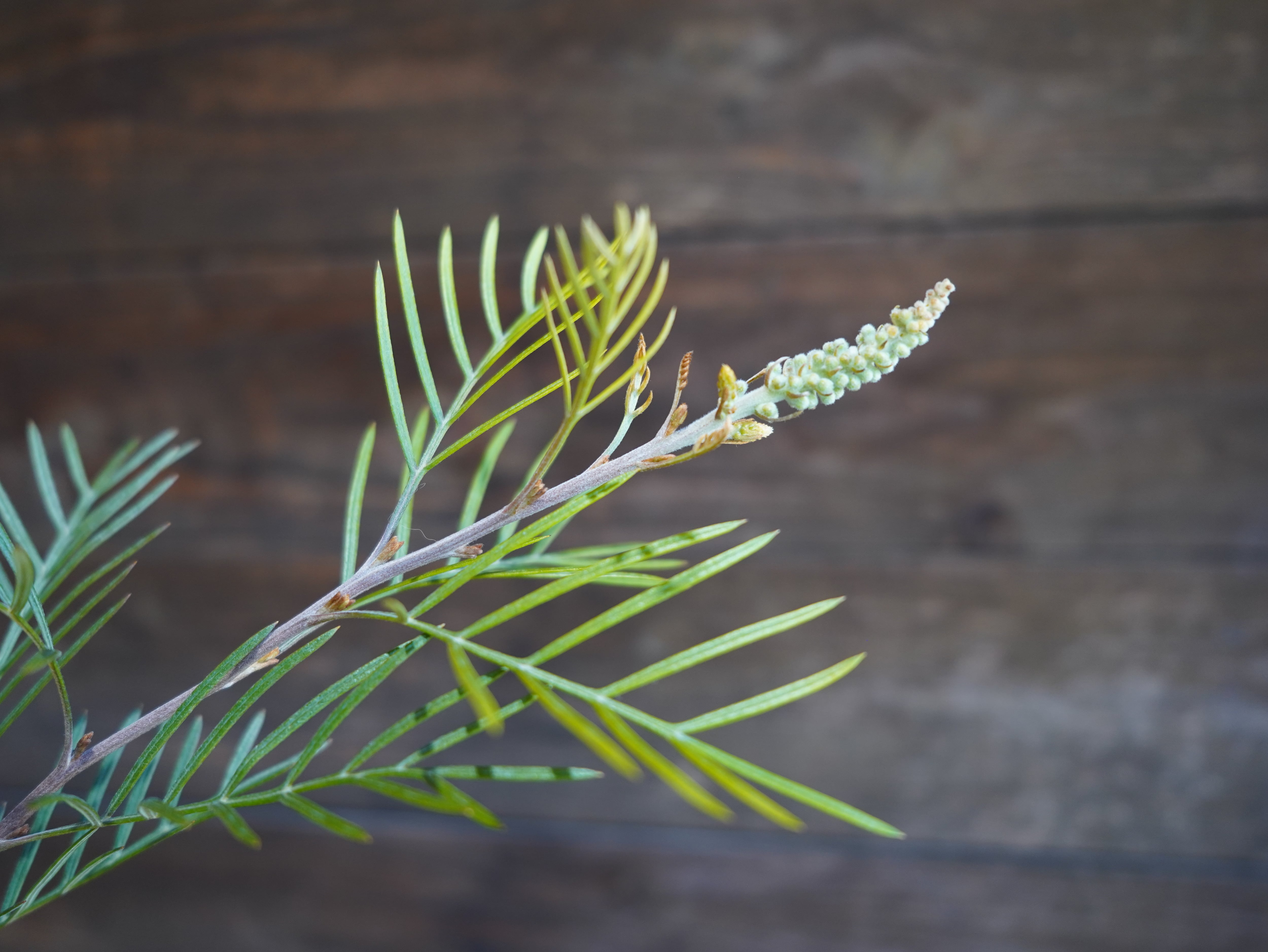 【現物】グレビレア ”アイボリーホイップ” C