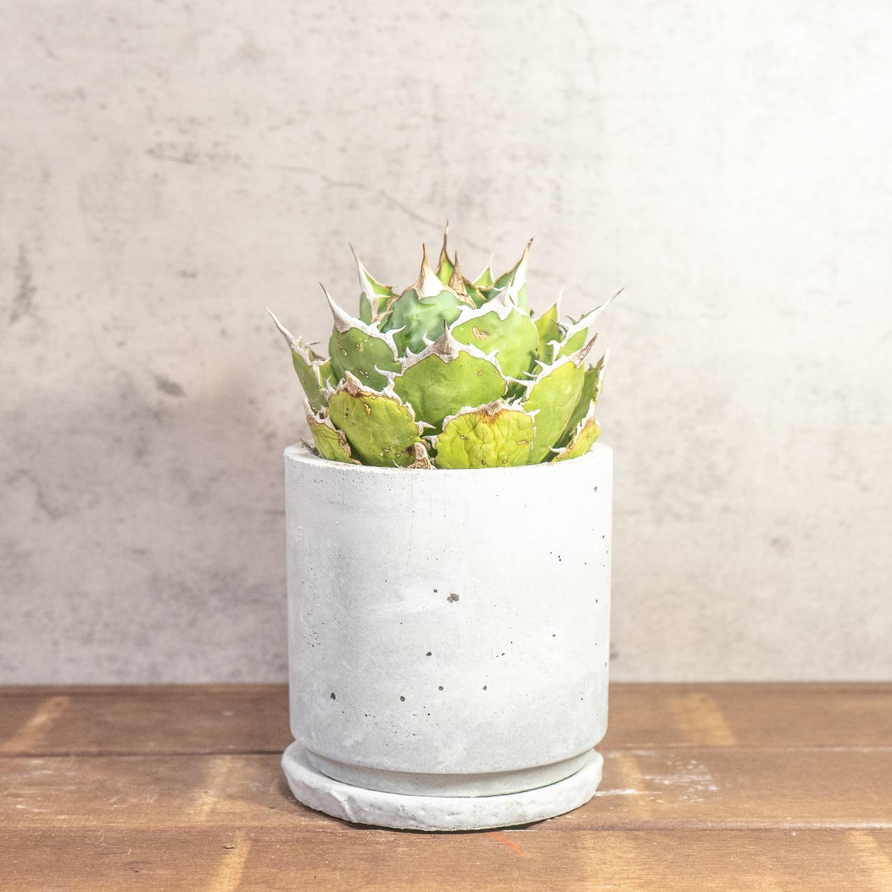 鋭い棘と力強いフォルムが魅力のアガベ・シロアリ（FO-76）。無骨な質感が映える手づくりモルタル鉢。根腐れを防ぐ独自配合の用土｜虫発生抑制（全国一律送料850円）