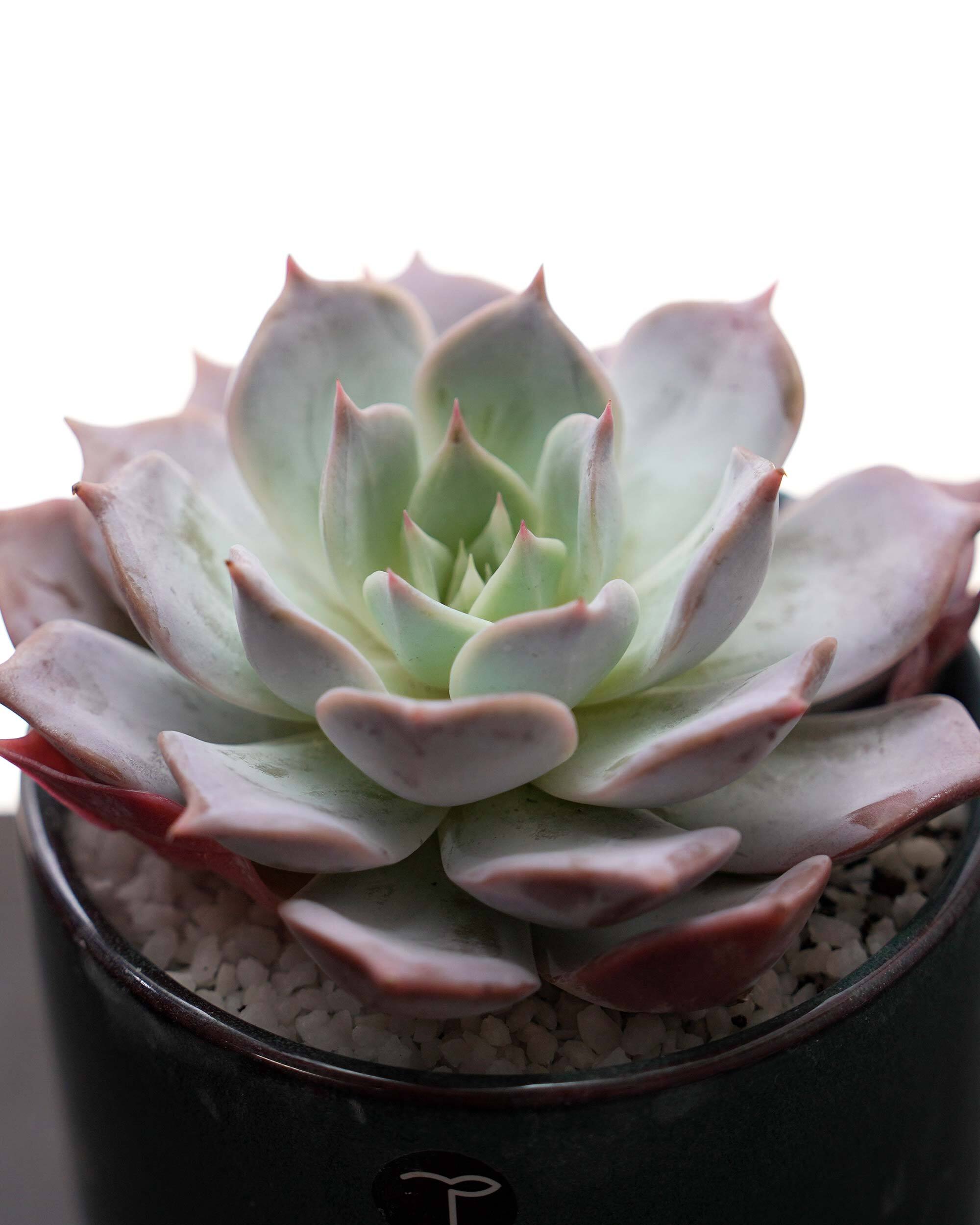 レア種・新品種 | PUKUBOOK SUCCULENTS